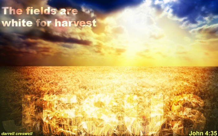 fields-white-for-harvest-john-4-35-jesus-bible-verse
